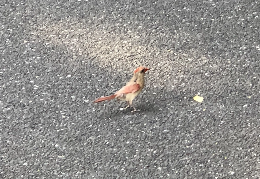 IMG_5026.jpg?type=w966