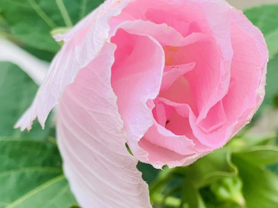 IMG_6040.jpg?type=w966