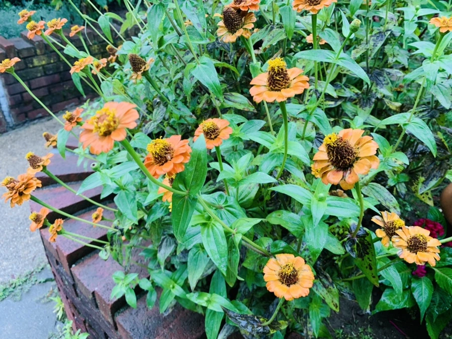 IMG_3668.jpg?type=w966