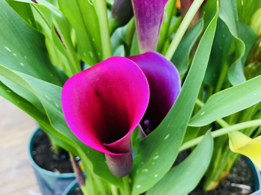 IMG_9918.jpg?type=w966