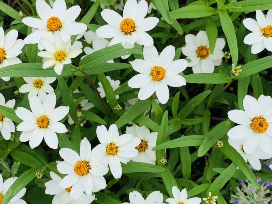 IMG_2638.jpg?type=w966