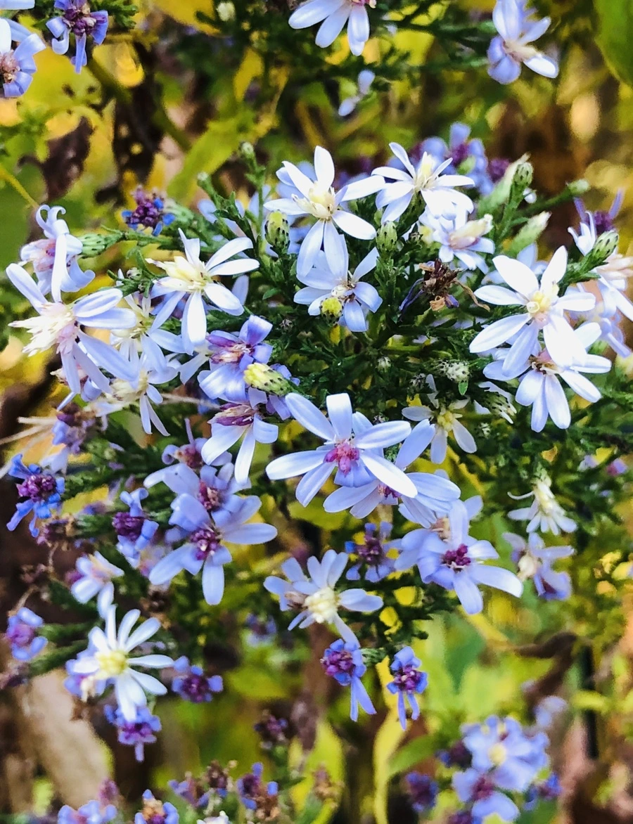 IMG_3618.jpg?type=w966