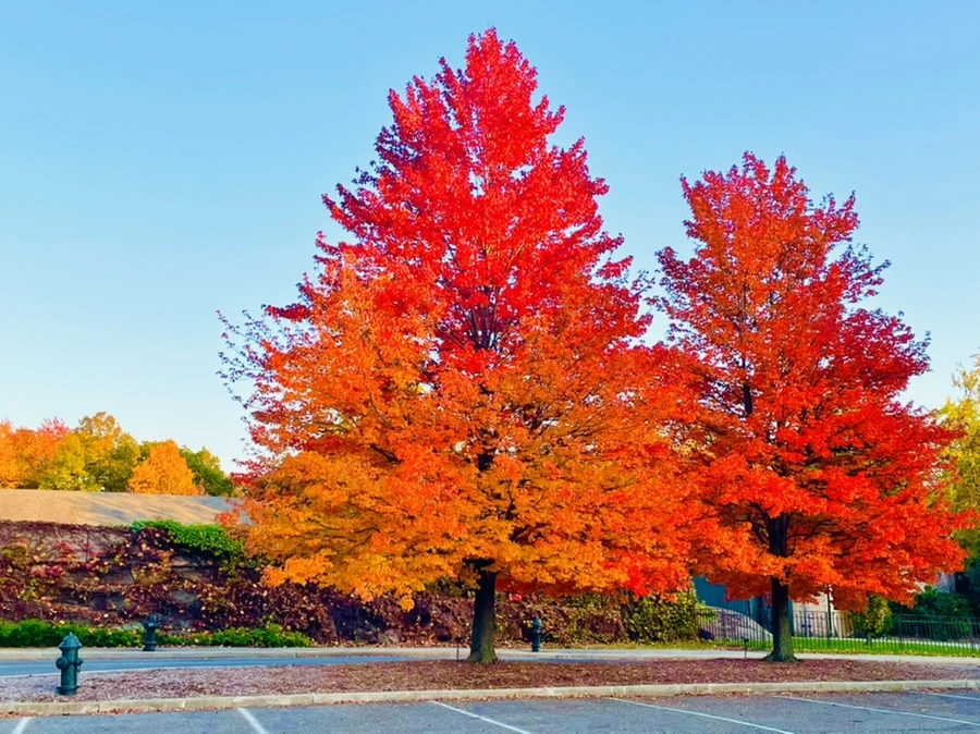 IMG_1949.jpg?type=w966