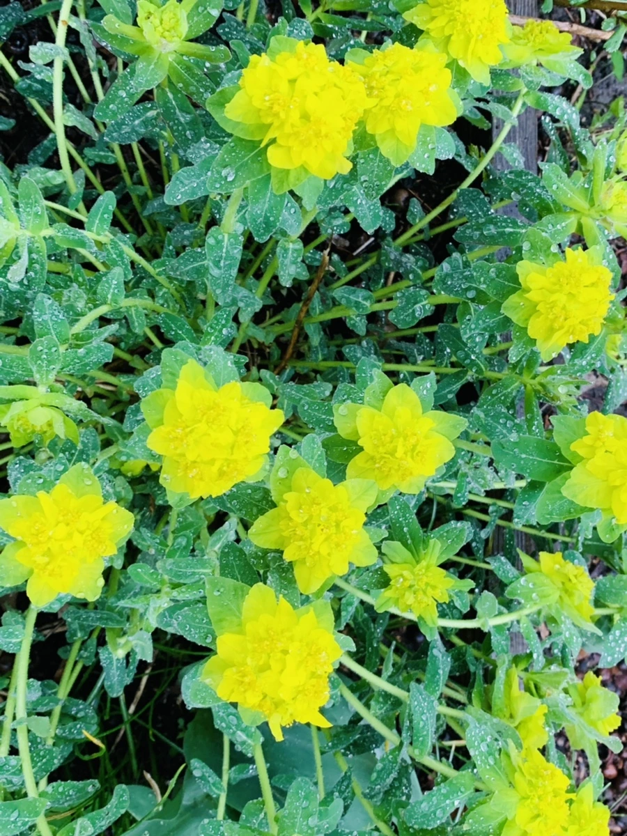 IMG_5307.jpg?type=w966