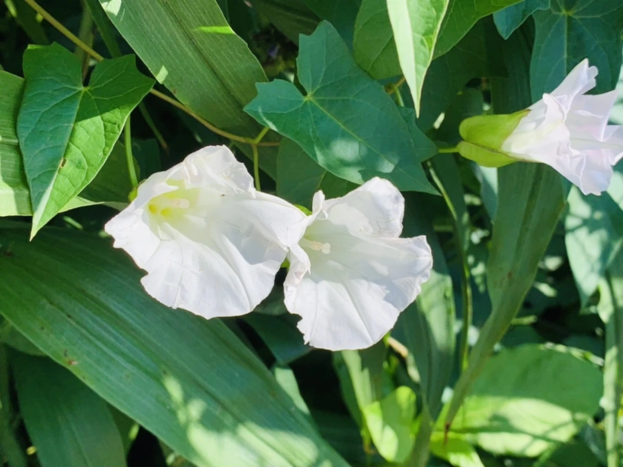 IMG_0311.jpg?type=w966