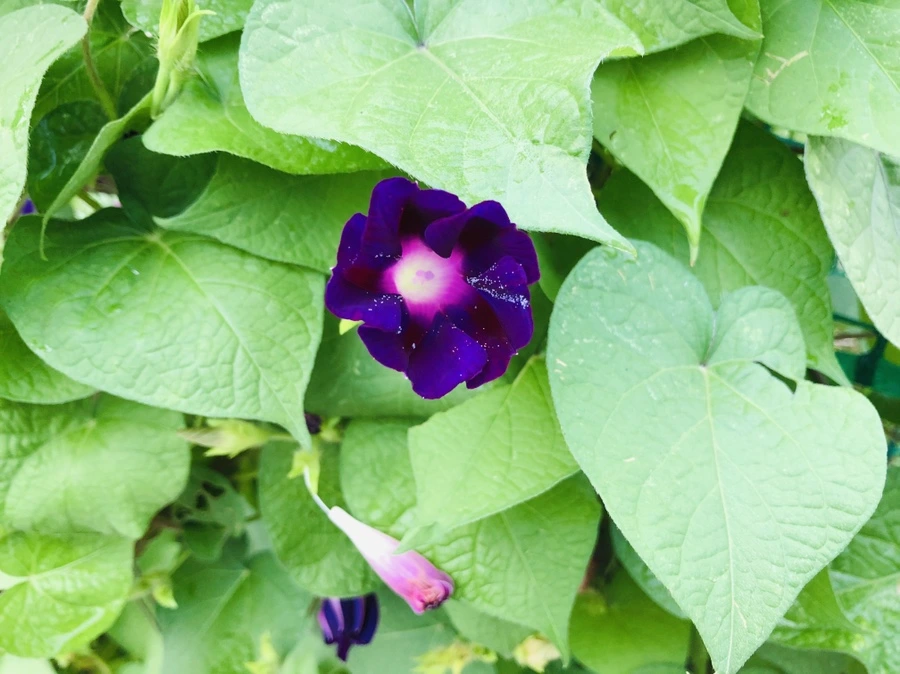 IMG_4335.jpg?type=w966