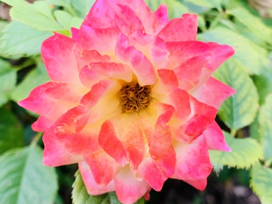 IMG_8705.jpg?type=w966