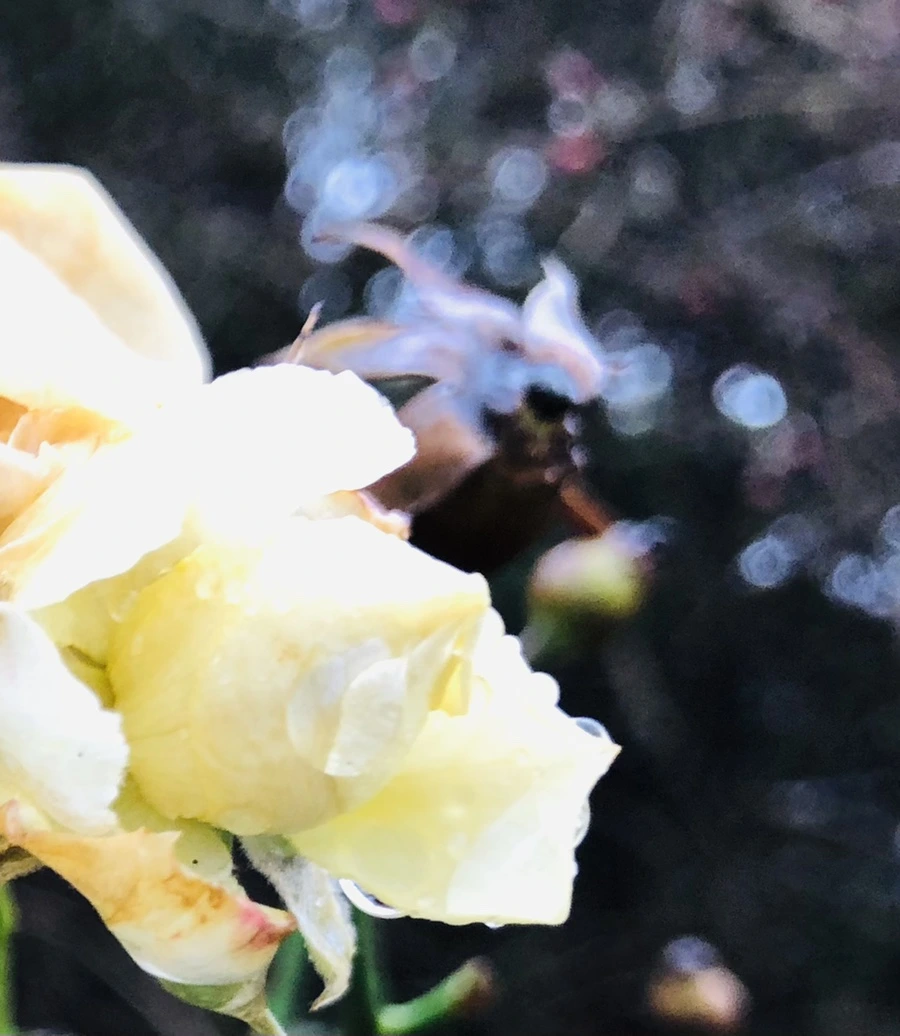 IMG_8068.jpg?type=w966