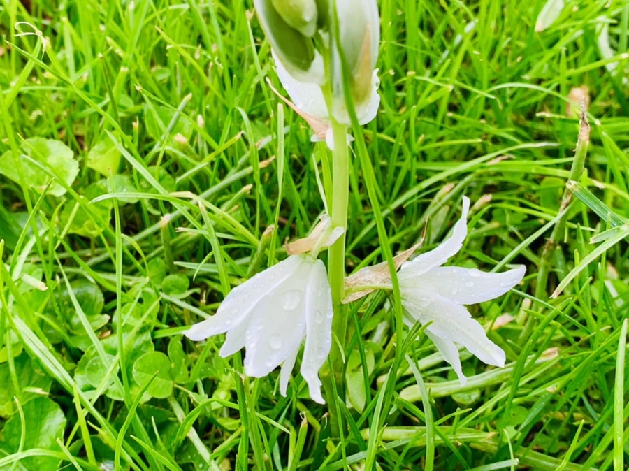 IMG_4041.jpg?type=w966