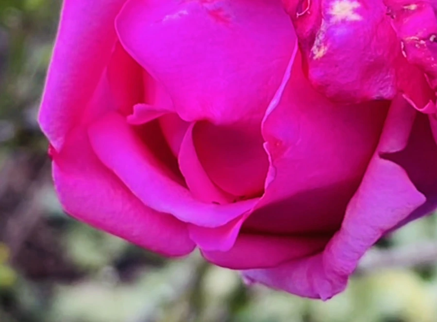 IMG_0160.jpg?type=w966