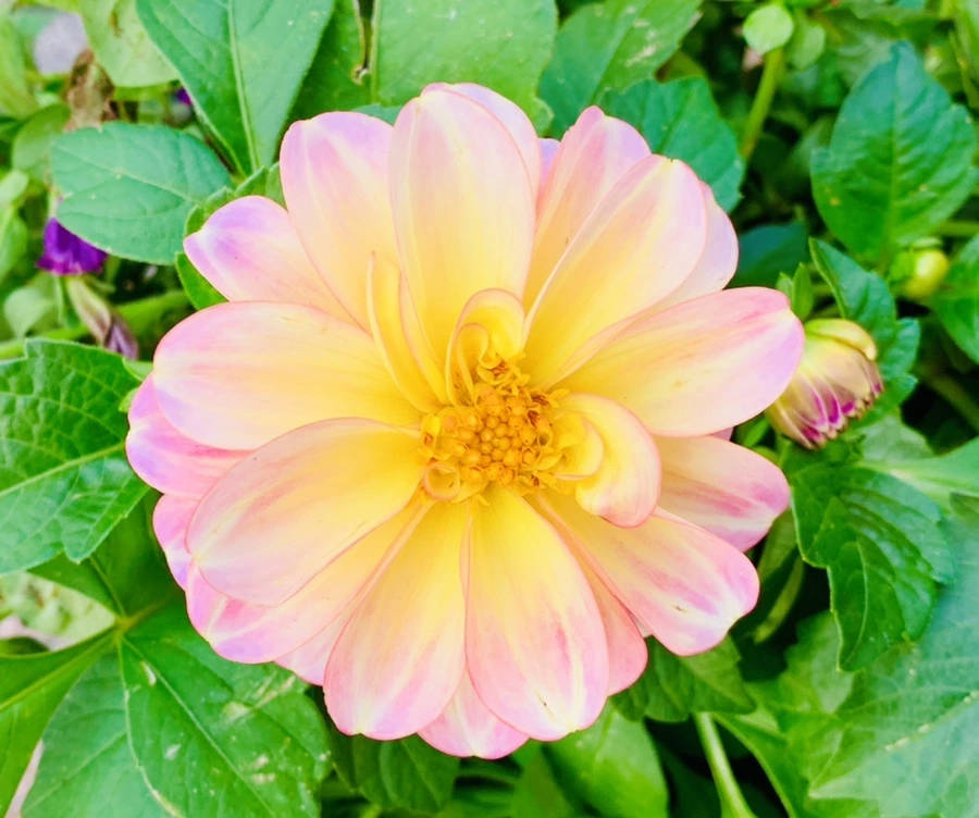 IMG_8924.jpg?type=w966