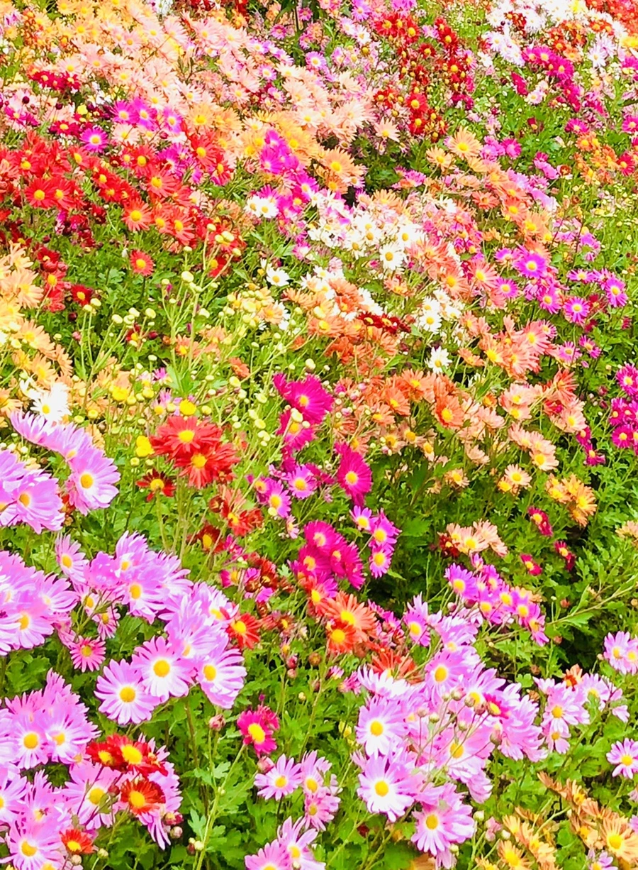 IMG_2523.jpg?type=w966