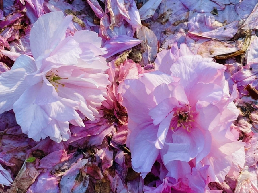 IMG_5928.jpg?type=w966