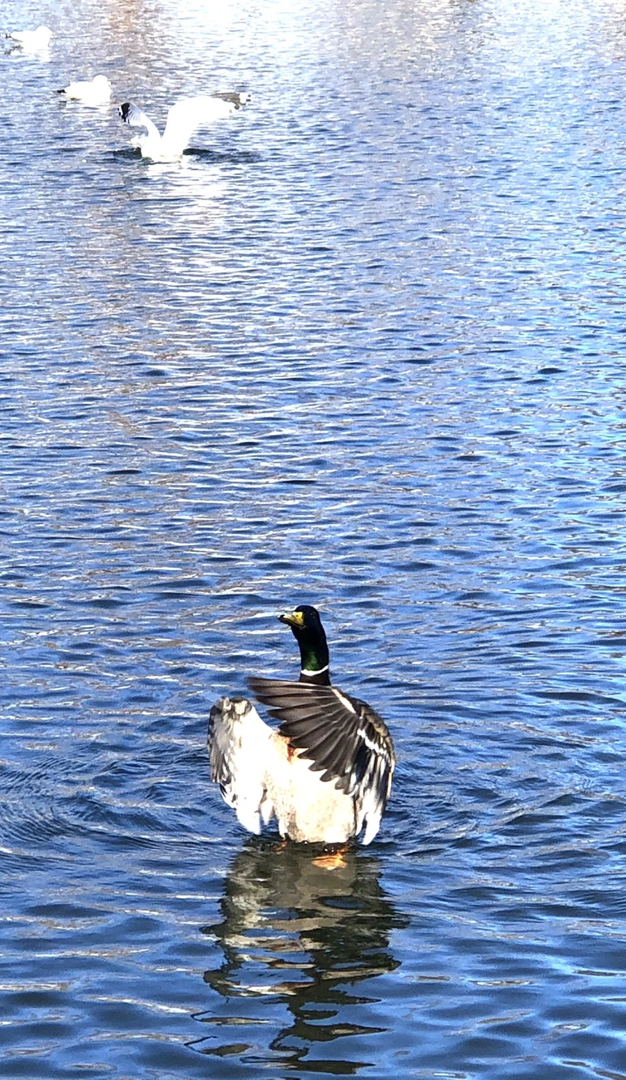 IMG_9723.jpg?type=w966