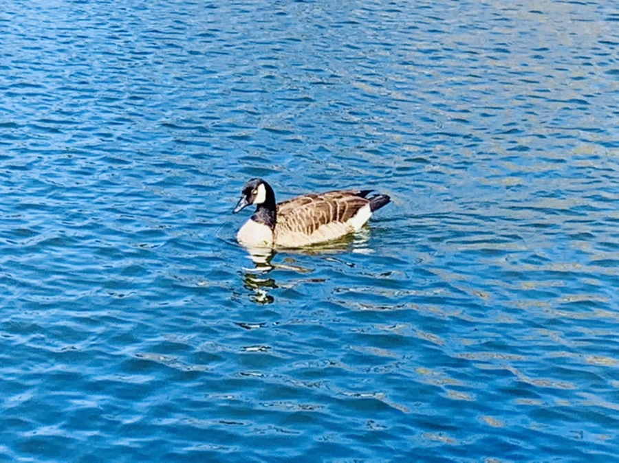 IMG_0622.jpg?type=w966