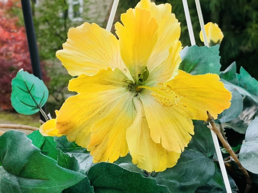 IMG_6764.jpg?type=w966