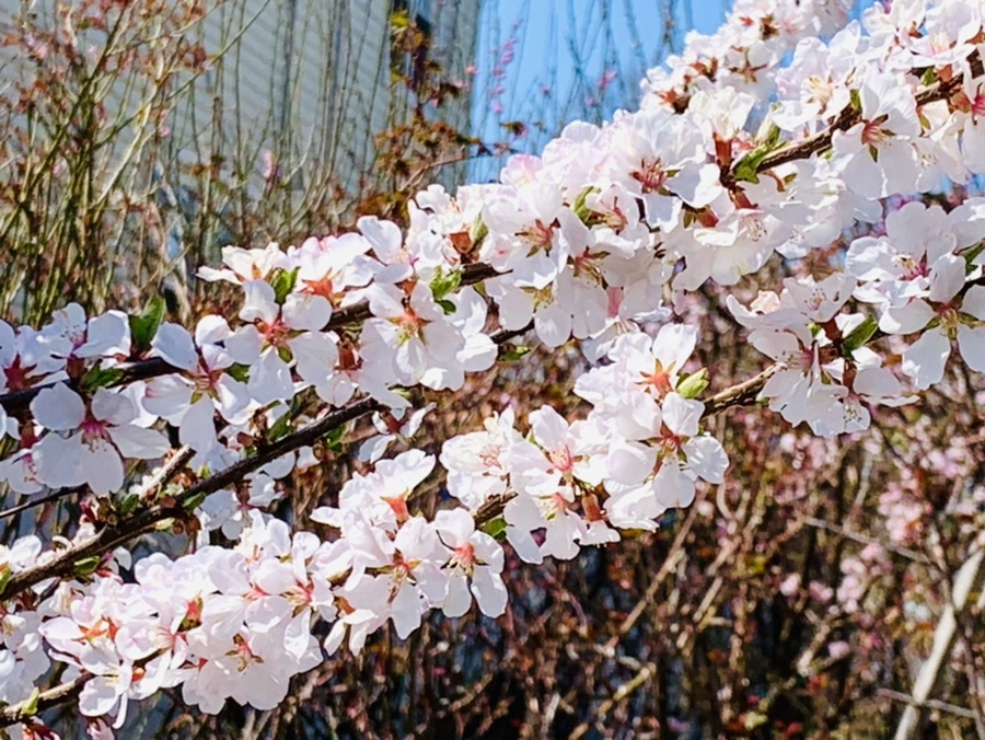 IMG_7646.jpg?type=w966