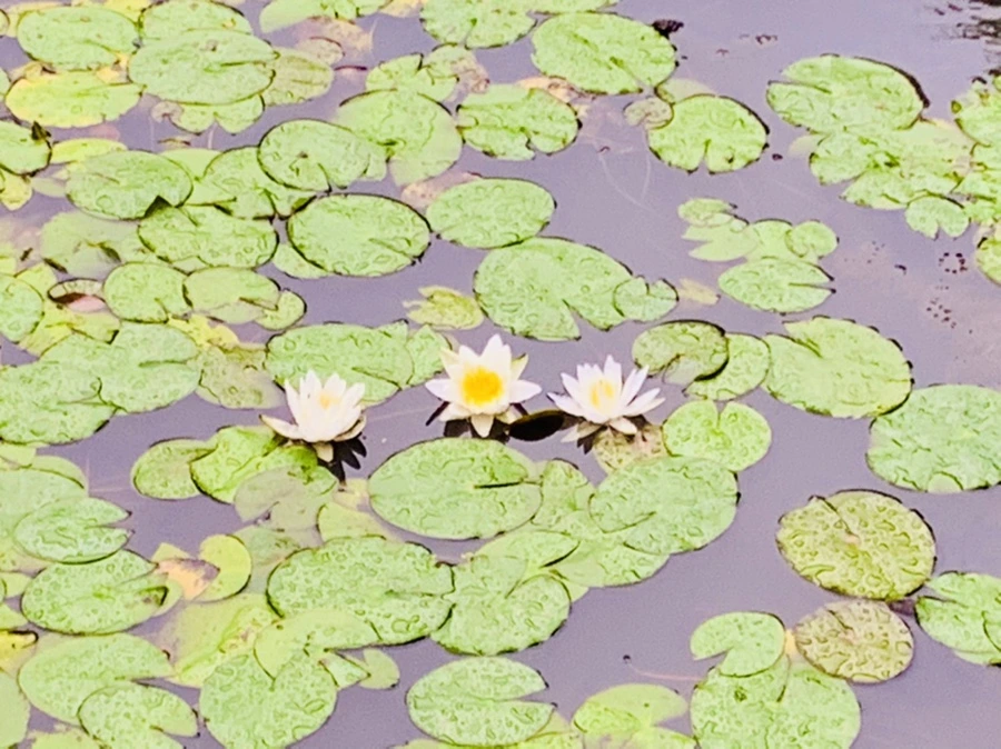 IMG_8364.jpg?type=w966