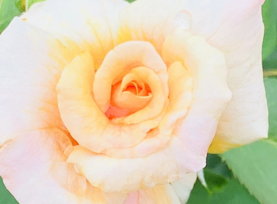 IMG_6919.jpg?type=w966