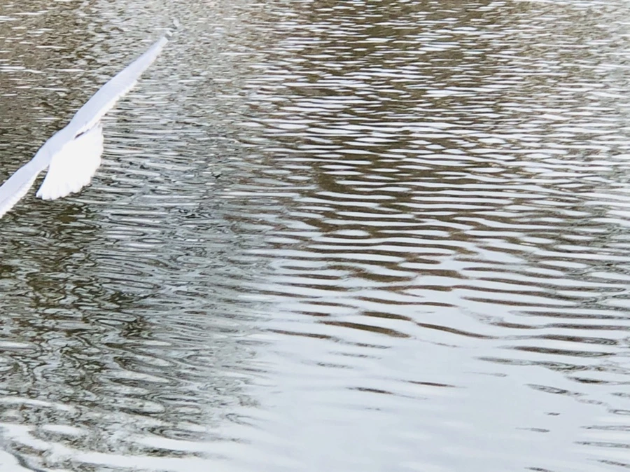 IMG_9999.jpg?type=w966