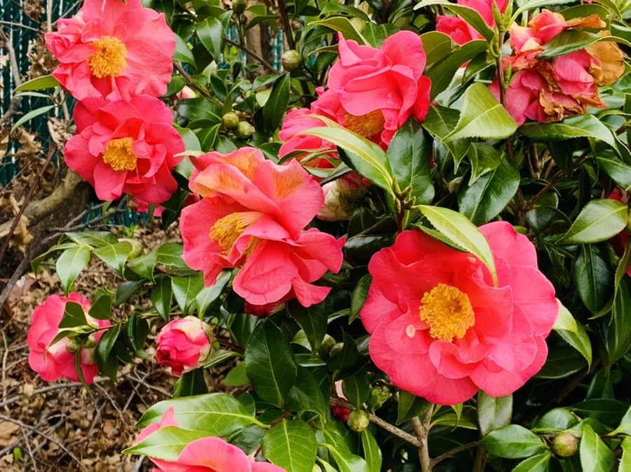 IMG_6665.jpg?type=w966