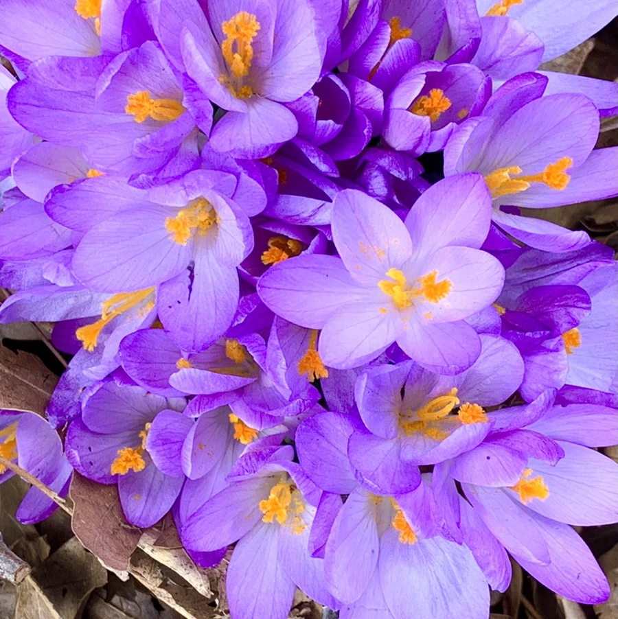 IMG_1232.jpg?type=w966