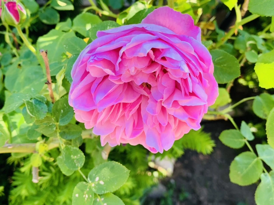 IMG_3588.jpg?type=w966