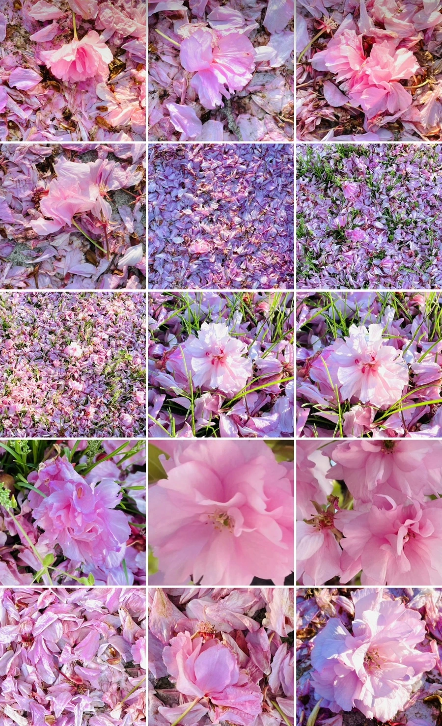 IMG_6239.jpg?type=w966