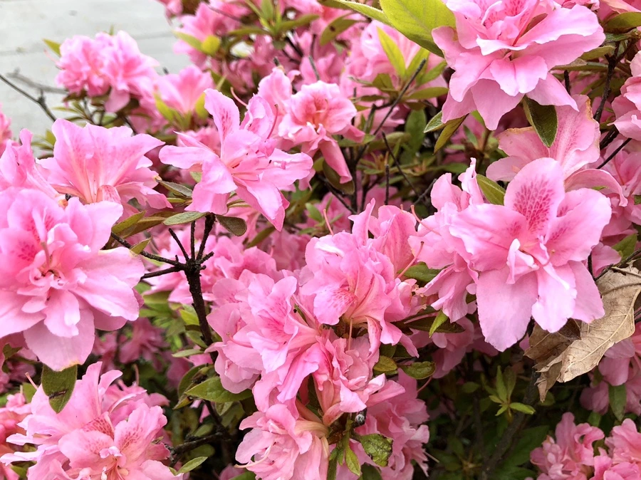 IMG_7245.jpg?type=w966