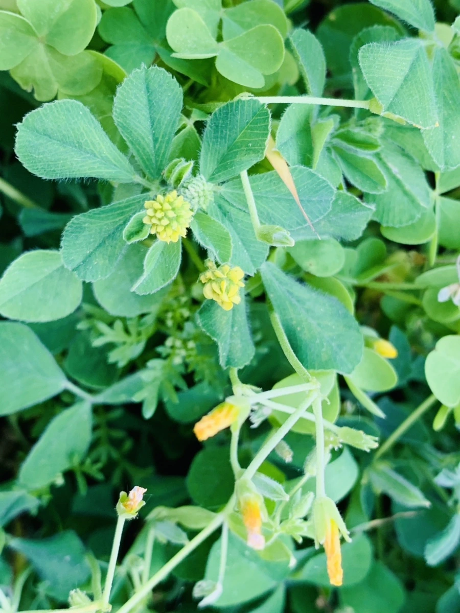 IMG_4084.jpg?type=w966