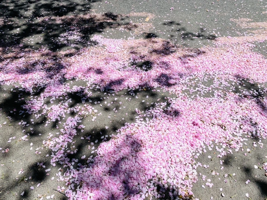 IMG_5666.jpg?type=w966