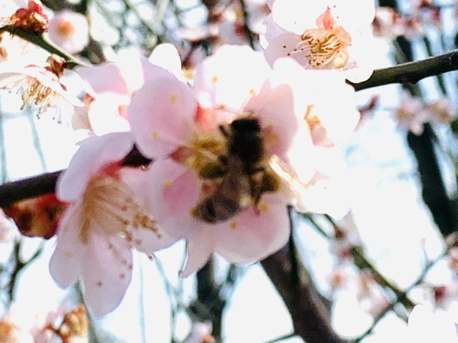 IMG_4229.jpg?type=w966