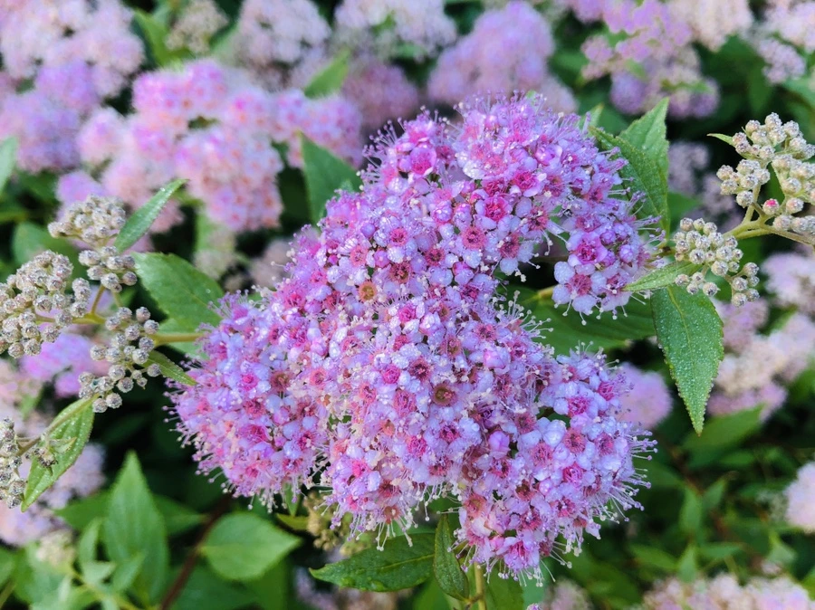 IMG_9053.jpg?type=w966