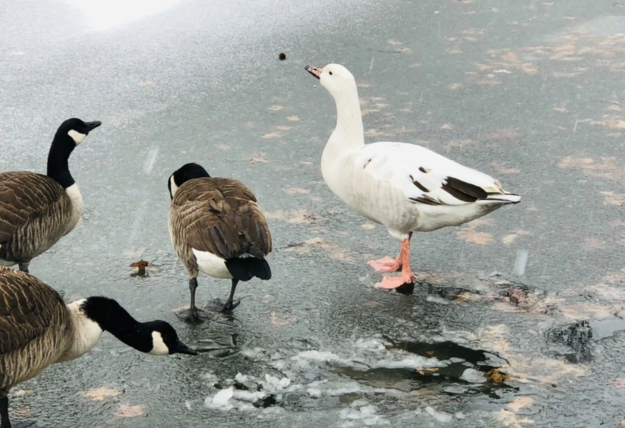 IMG_6010.jpg?type=w966