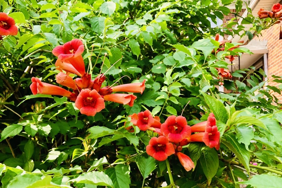 IMG_1194.jpg?type=w966