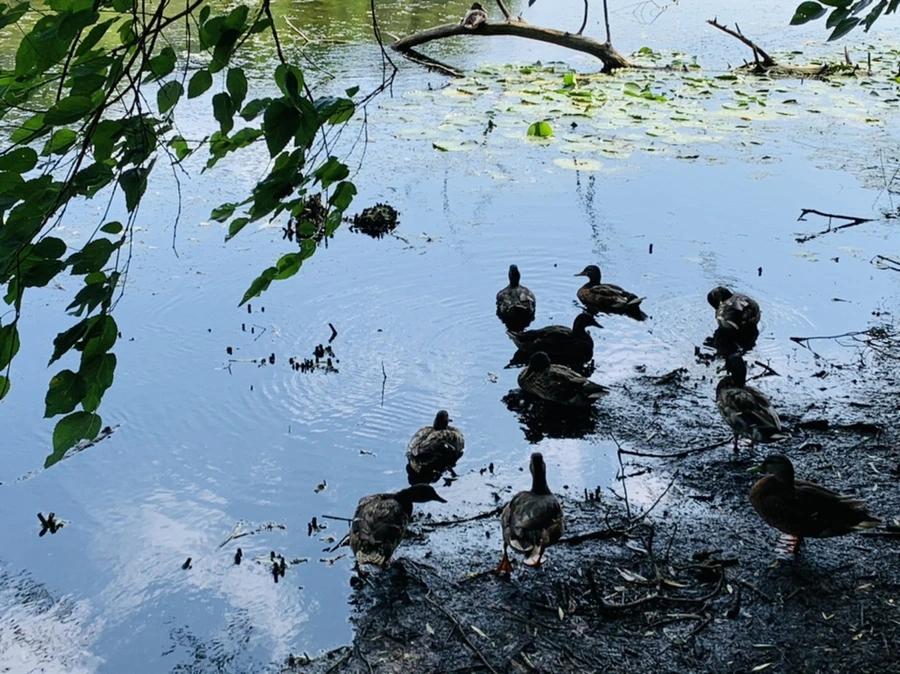 IMG_7637.jpg?type=w966