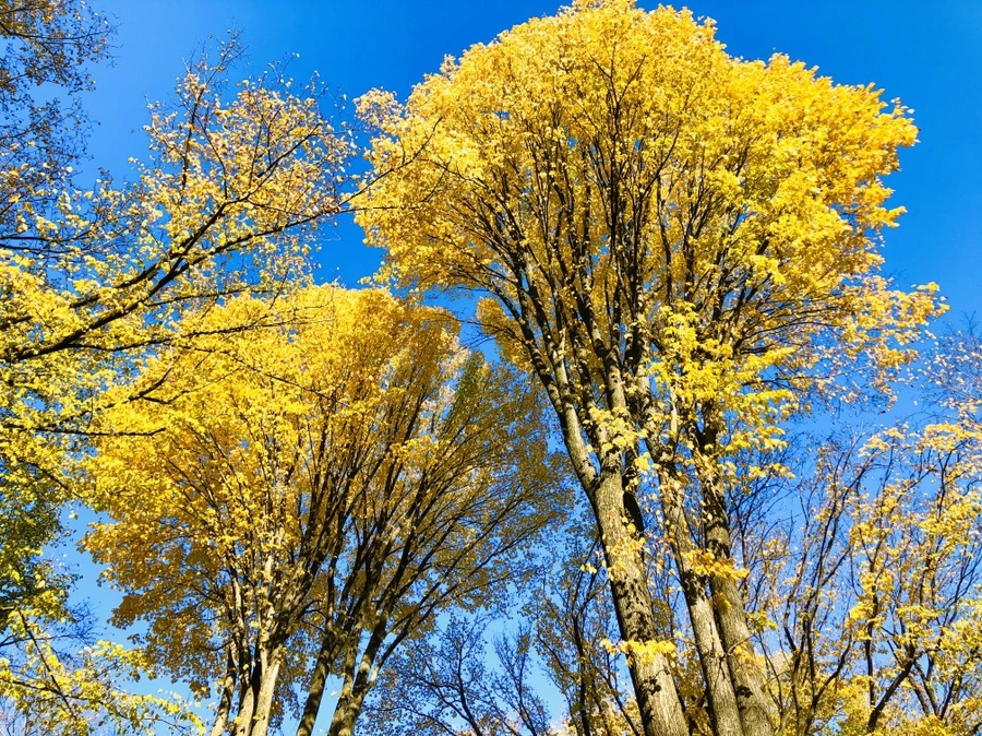 IMG_3475.jpg?type=w966