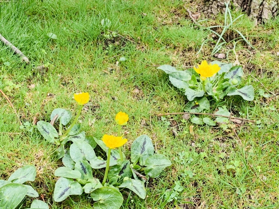 IMG_4057.jpg?type=w966