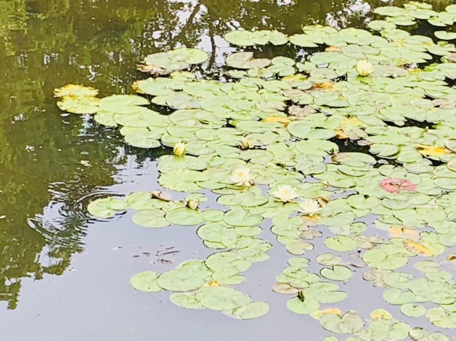 IMG_1646.jpg?type=w966