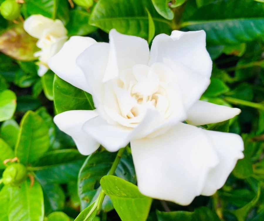 IMG_5392.jpg?type=w966