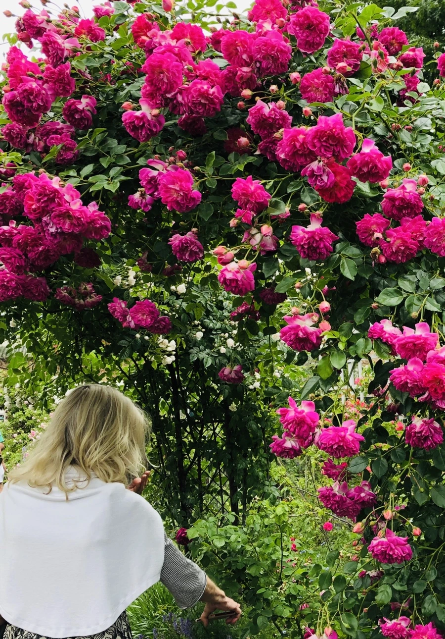 IMG_5957.jpg?type=w966