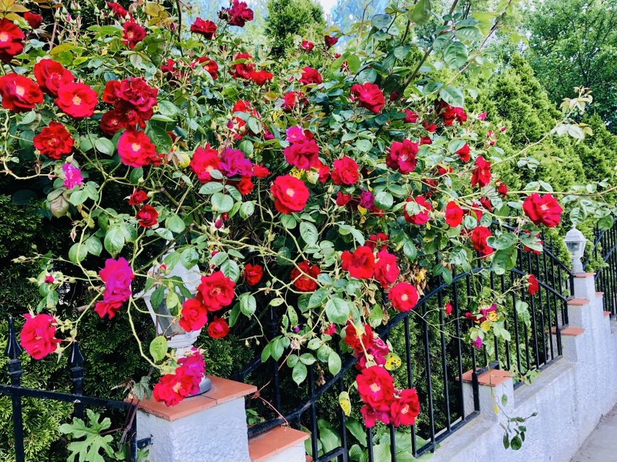 IMG_7652.jpg?type=w966