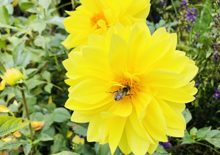 IMG_2618.jpg?type=w966