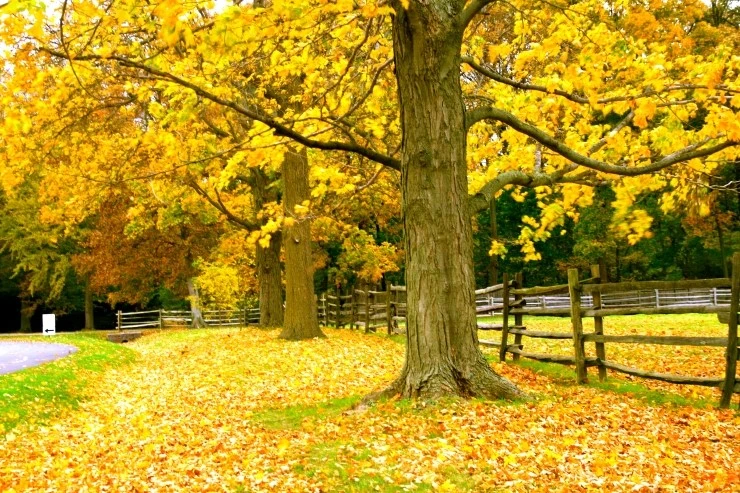 IMG_4777.JPG?type=w1