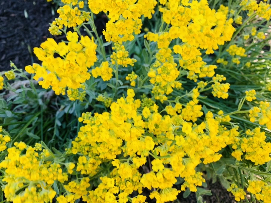 IMG_4155.jpg?type=w966