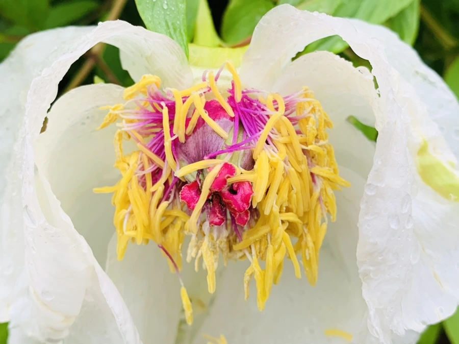 IMG_9316.jpg?type=w966