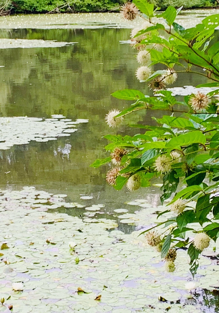 IMG_1492.jpg?type=w966