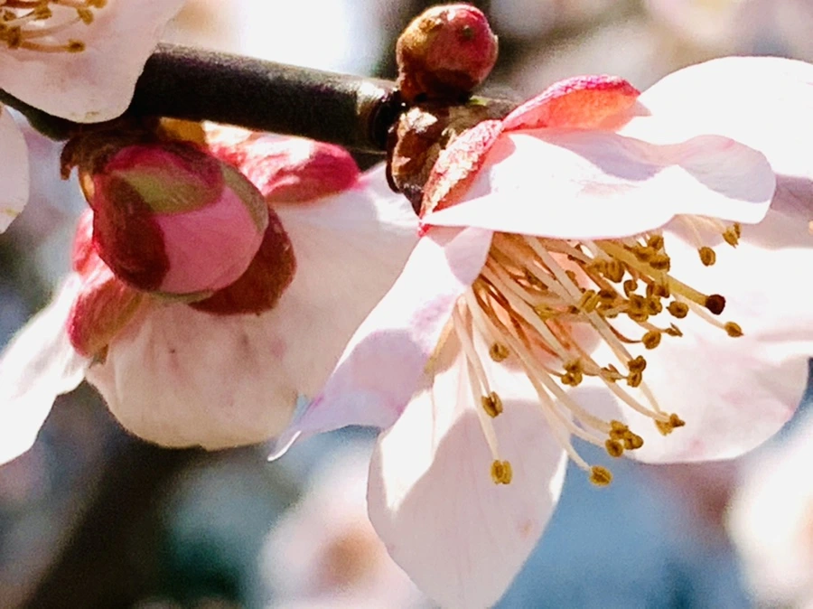 IMG_4258.jpg?type=w966