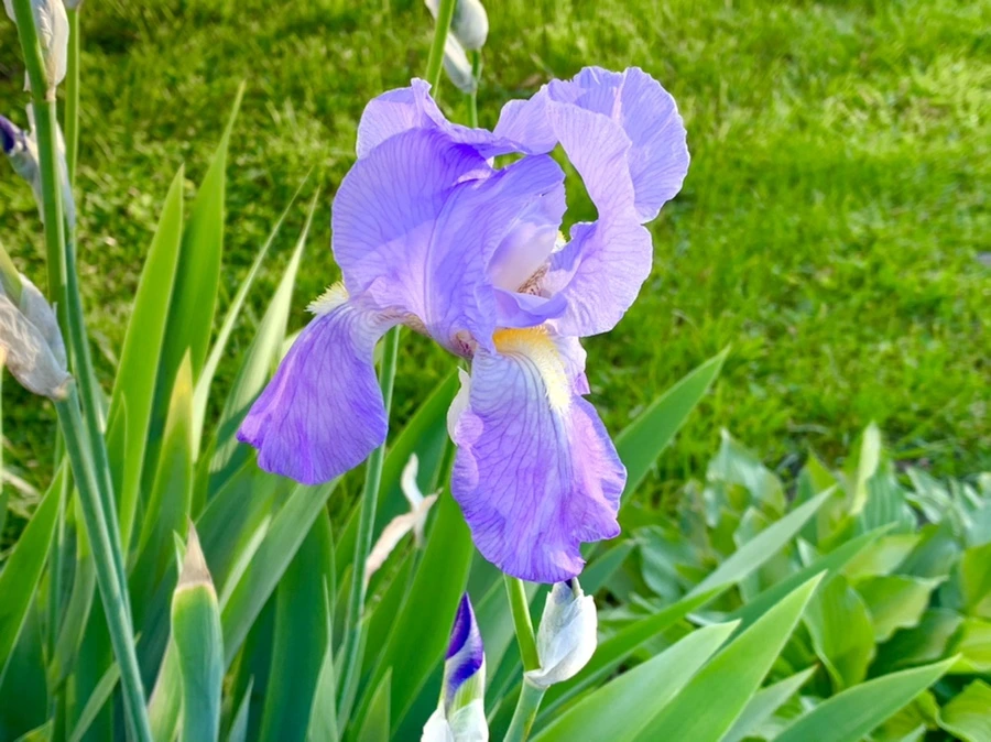 IMG_2132.jpg?type=w966