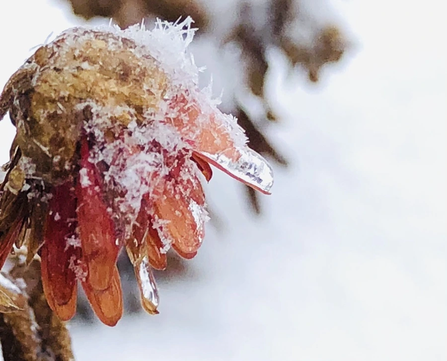 IMG_3445.jpg?type=w966